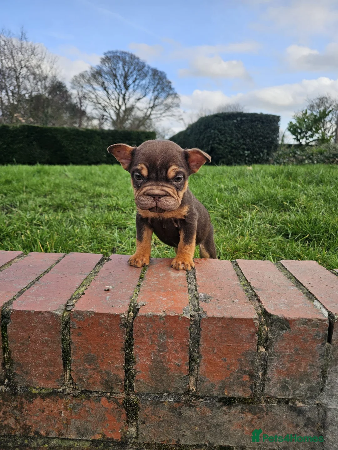 French Bulldog dogs for sale: French bulldog lovely puppies in Birmingham - Advert 12