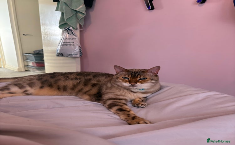 Bengal cats - Advert 4