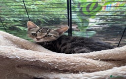 Bengal cats for sale: 11 Tortie, Tabby and Tuxedo Kittens - Image 2