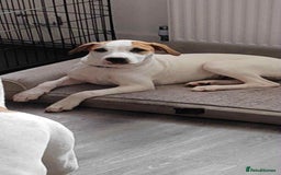 American Bulldog dogs for sale: 7 month old full breed American Bulldog - Image 3