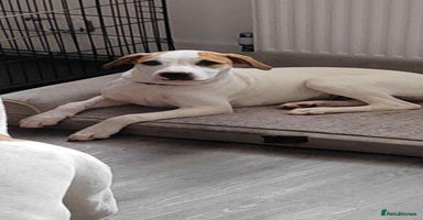 American Bulldog dogs 7 month old full breed American Bulldog - Advert 8
