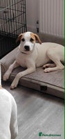 American Bulldog dogs 7 month old full breed American Bulldog - Advert 3