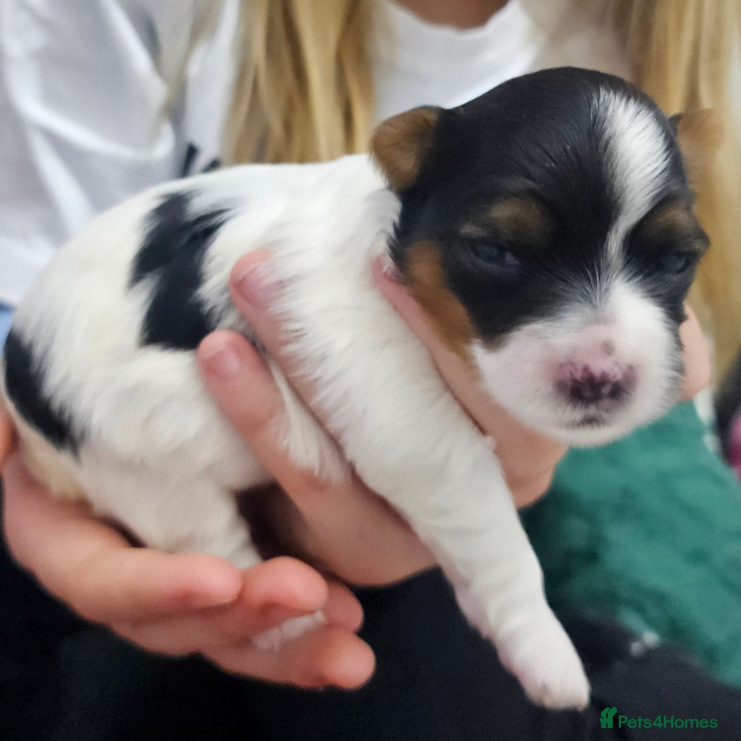 Yorkshire Terrier dogs for sale: Two beautiful Yorkshire Terrier (Biewer) puppies - Advert 12