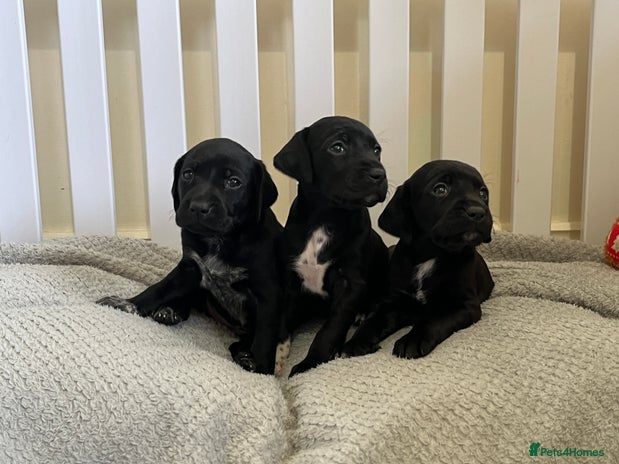 Mixed Breed dogs - Advert 2