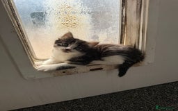 Mixed Breed cats for sale: Mixed breed kittens - Image 28
