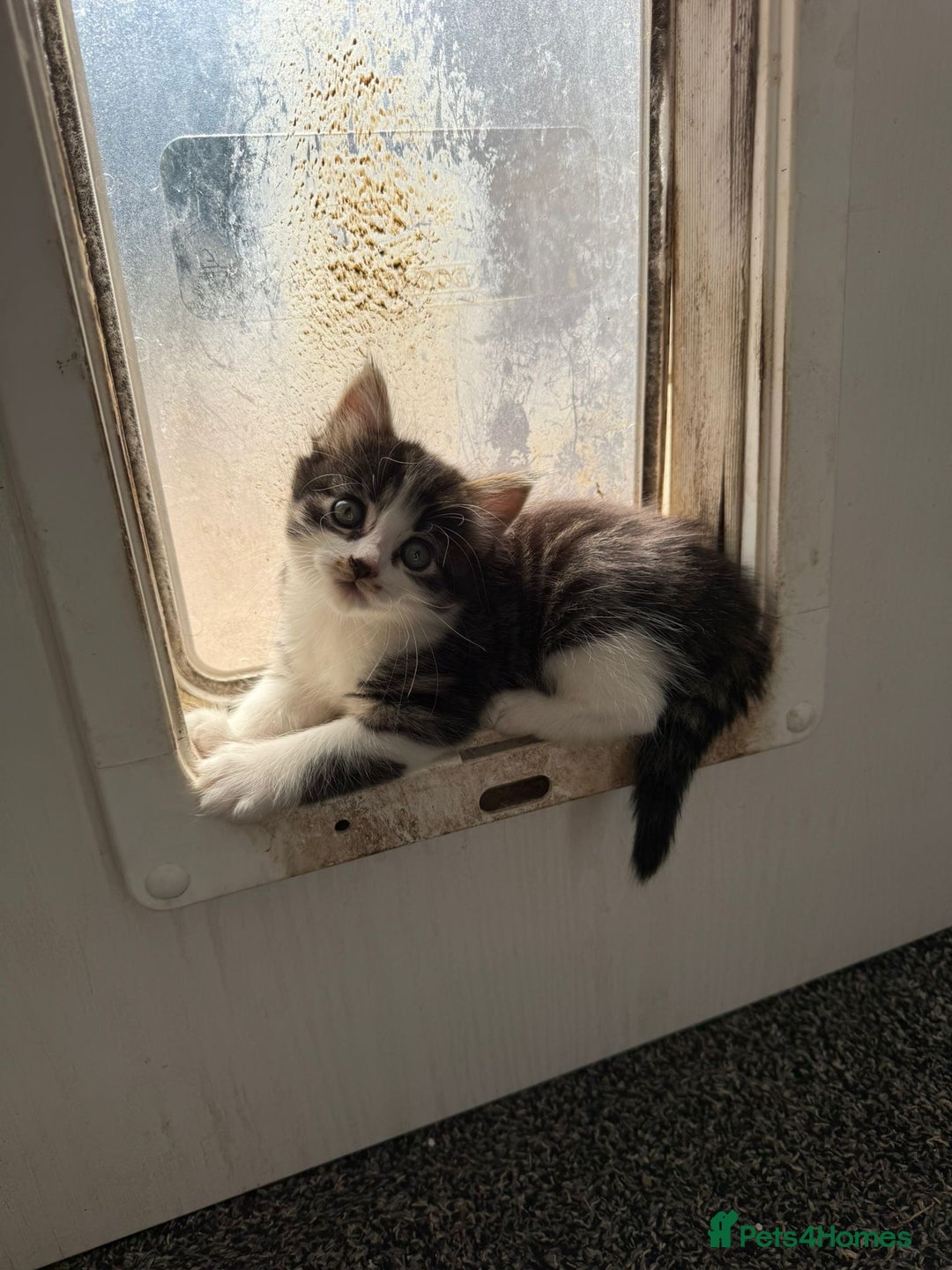 Mixed Breed cats for sale: Mixed breed kittens - Image 28