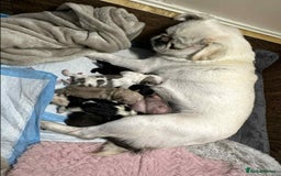 Pug dogs for sale: 1 gorgeous pug boy  - Image 14