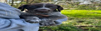 German Shorthaired Pointer Puppy 1