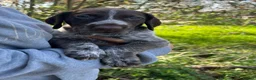 German Shorthaired Pointer dogs for sale: Stunning litter of GSP puppies !! - Advert 20