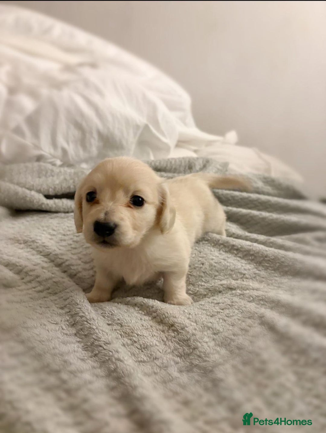 Miniature Dachshund dogs for sale: Miniature long haired cream dachshund puppies  - Advert 9