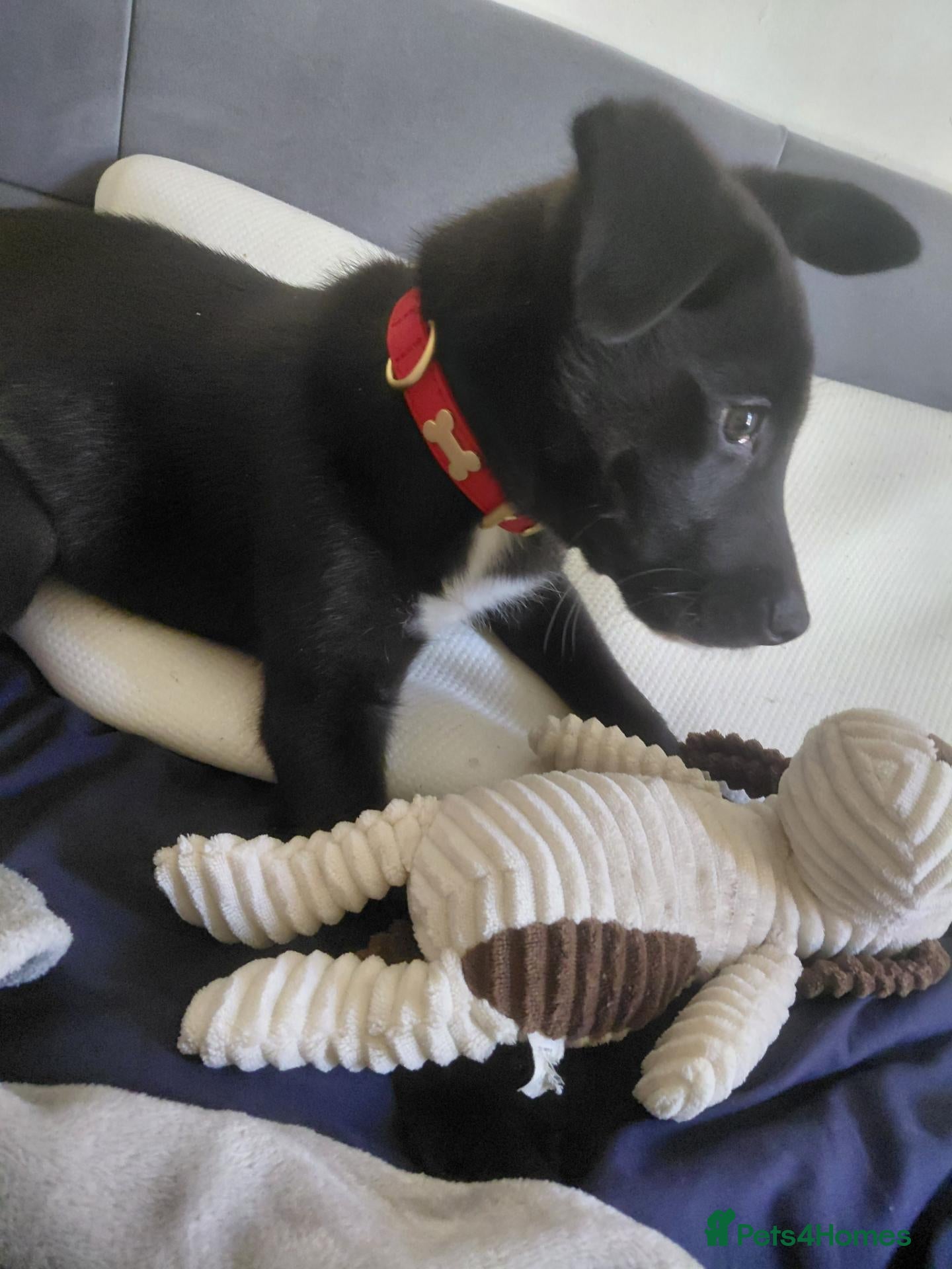 Mixed Breed dogs Labsky, moon 🌙  - Advert 11