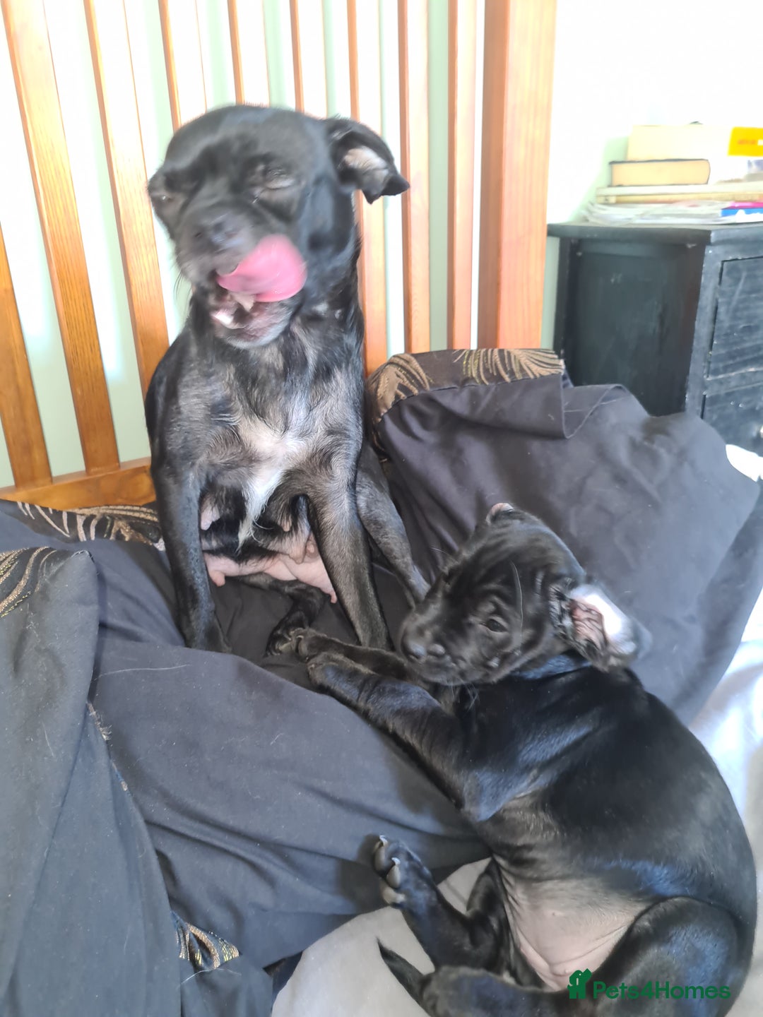Mixed Breed dogs for sale: Beautiful litter of spaniel Cross  - Image 9