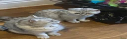British Shorthair cats for sale: British Shorthair Kittens for sale - Advert 3