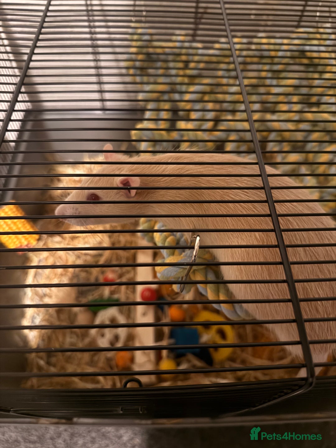 Rat rodents for sale: 2 male rats - Advert 2