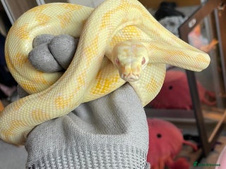 Python Snake reptiles - Advert 1