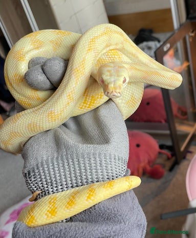 Python Snake reptiles - Advert 1