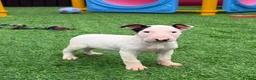 English Bull Terrier dogs for sale: Stunning English bull terrier puppies for sale  - Advert 4