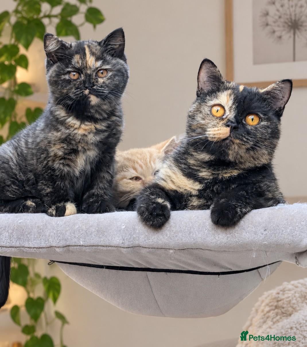 British Shorthair cats for sale: 🌟💞Adorable BSH Kittens 😻❤️ - Advert 1