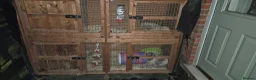 Mixed Breed rabbits for sale: Female rabbit - Advert 2