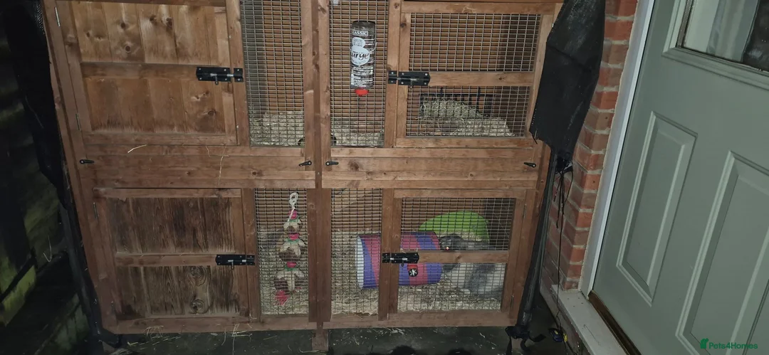 Mixed Breed rabbits for sale: Female rabbit - Advert 2