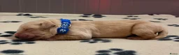 Golden Retriever dogs for sale: GOLDEN RETRIEVER PUPPIES  - Advert 25