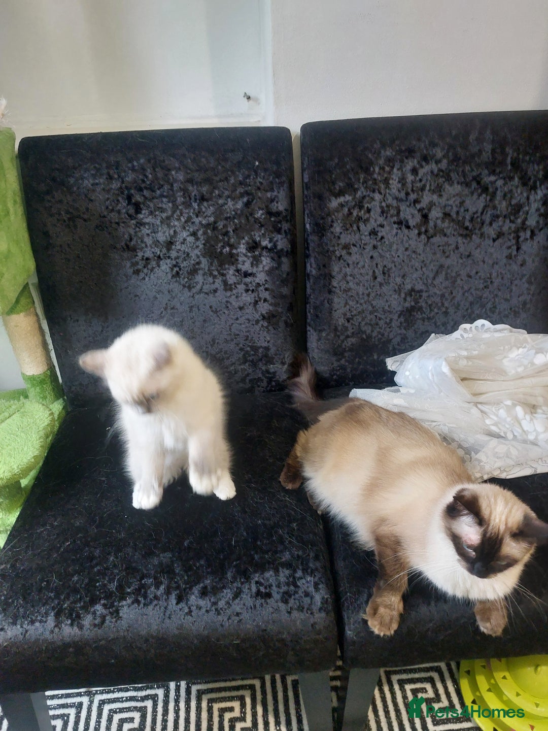 Ragdoll cats for sale: Adorable purebred original Ragdoll boy. 🐱 - Advert 6