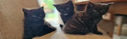 Mixed Breed cats for sale: 4 mixed breed main coon/ bengal boys - Advert 10