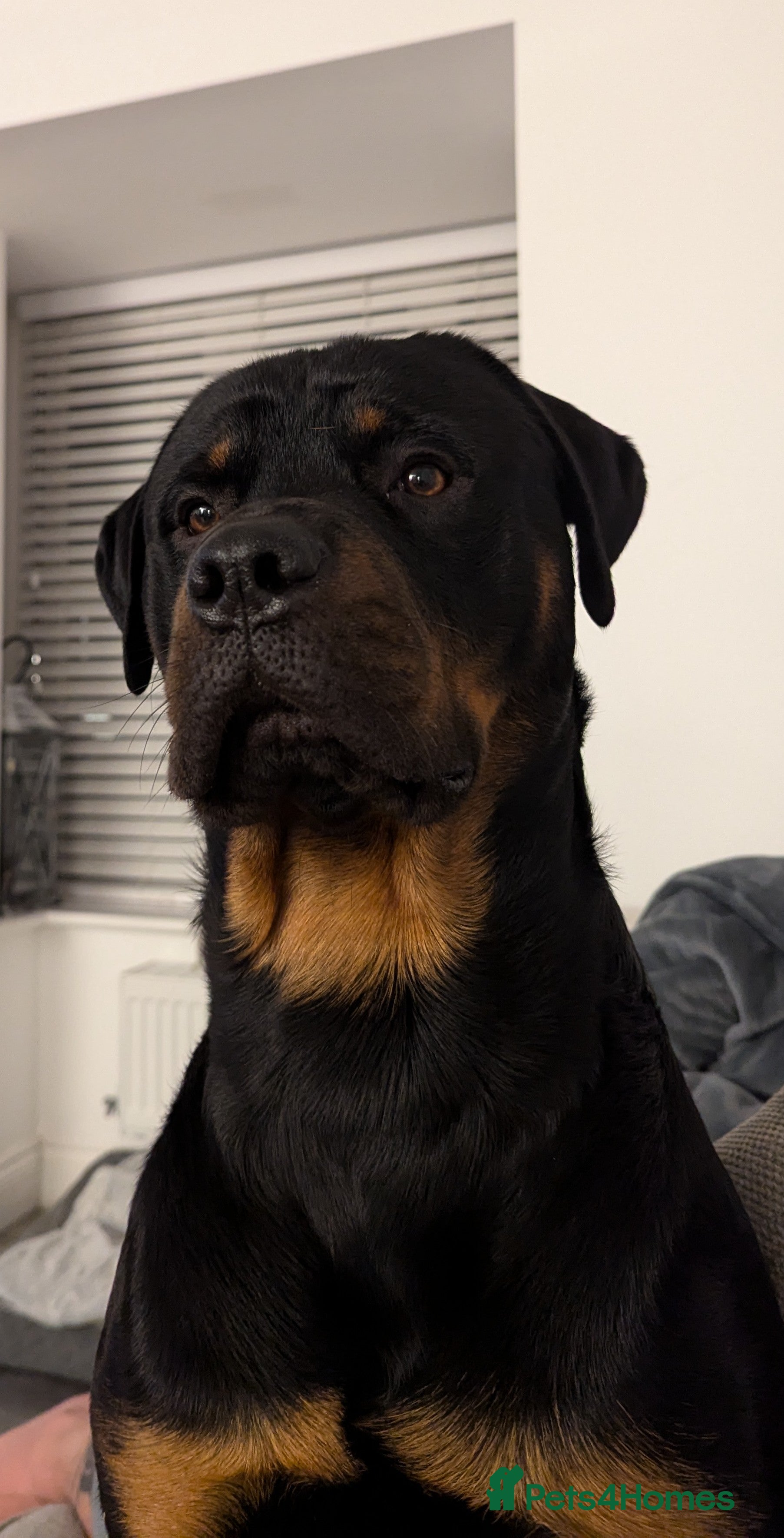 Rottweiler dogs Rottweiler for STUD only (not for sale/rehoming) - Advert 6
