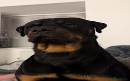 Rottweiler dogs for stud: Rottweiler for STUD only (not for sale/rehoming) - Advert 1