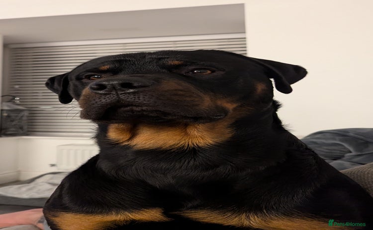 Rottweiler dogs Rottweiler for STUD only (not for sale/rehoming) - Advert 7