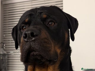 Rottweiler dogs for stud: Rottweiler for STUD only (not for sale/rehoming) - Advert 1