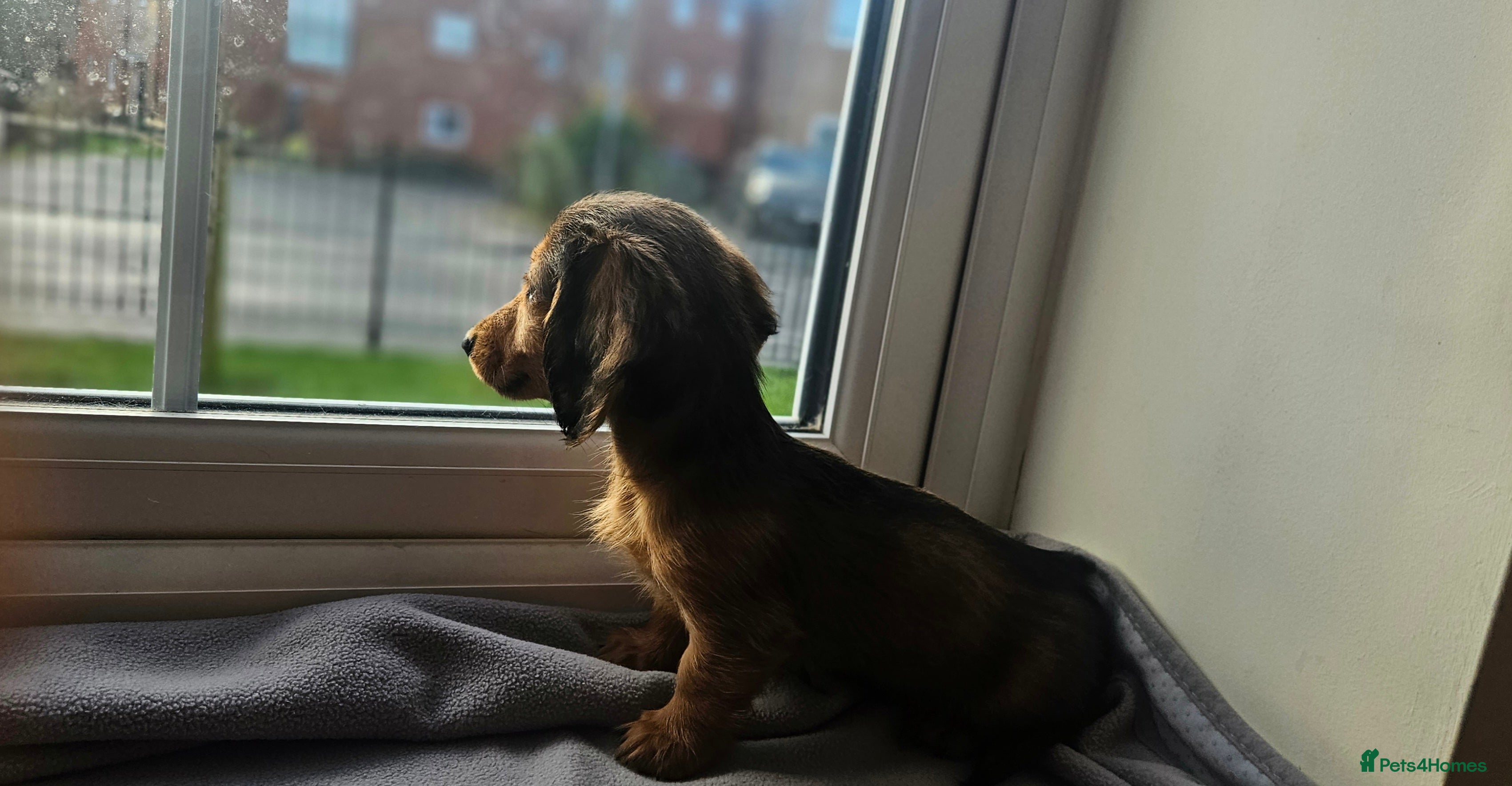 Miniature Dachshund dogs Ready now 🩵🩷🩵🩷🩵 - Advert 2