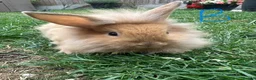 Lionhead rabbits for sale: Lionhead Rabbits for sale  - Advert 1