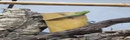 Gecko reptiles for sale: Gold Dust Day Gecko Babies - Advert 2