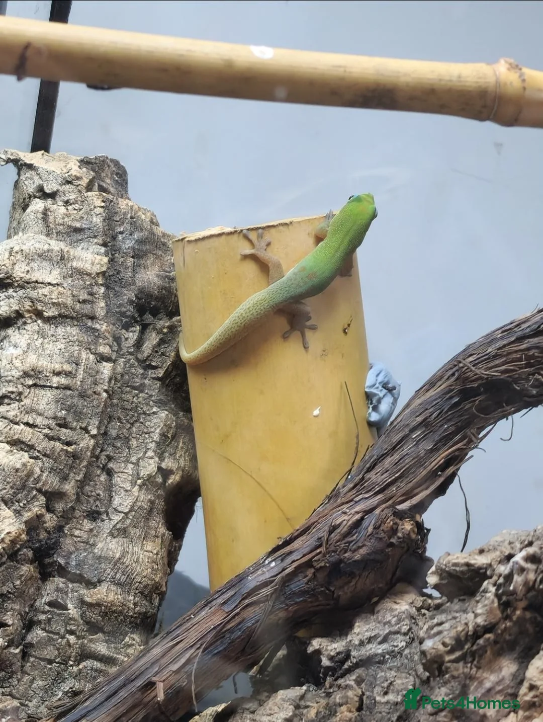 Gecko reptiles for sale: Gold Dust Day Gecko Babies - Advert 2