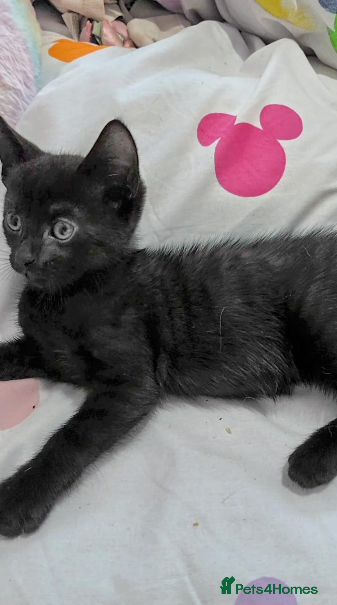 Mixed Breed cats for sale: Kittens looking for homes  - Image 5