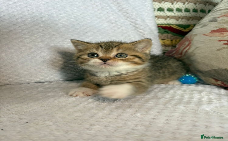 British Shorthair cats Gorgeous British shorthair kittens  - Advert 3
