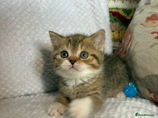 British Shorthair cats Gorgeous British shorthair kittens - Advert 11