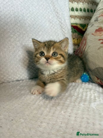 British Shorthair cats Gorgeous British shorthair kittens - Advert 3