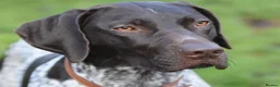 German Shorthaired Pointer dogs for sale: KC GSP puppies due  in Mitcheldean - Advert 4