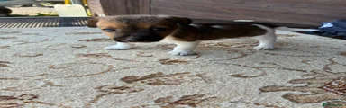 Jack Russell Puppy 5