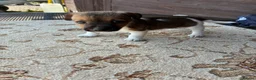Jack Russell dogs for sale: Jack russel puppies  - Advert 11