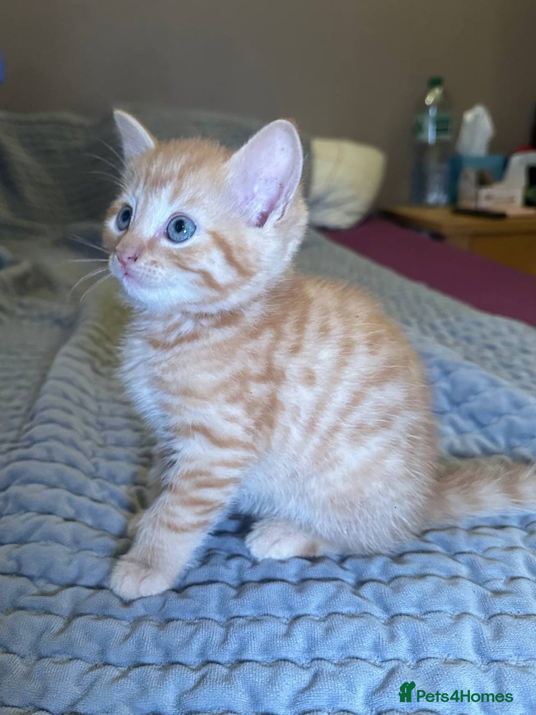 Domestic Shorthair cats for sale: 6 kittens - ready to move to new loving families - Advert 16