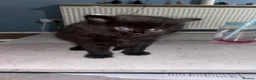 Mixed Breed cats for sale: Cats kittens  - Advert 7