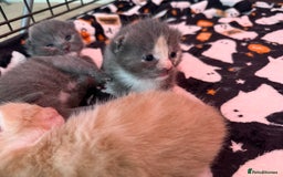 Mixed Breed cats for sale: Kittens looking for forever homes - Image 14