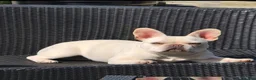 French Bulldog dogs for sale: Beautiful French Bulldog Puppies - Advert 2