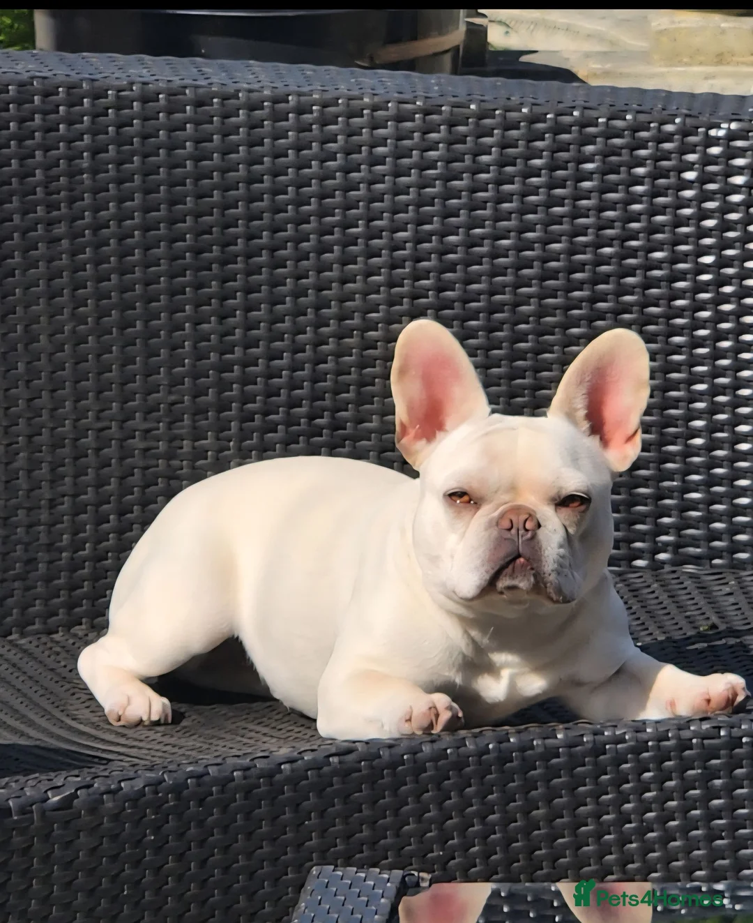 French Bulldog dogs for sale: Beautiful French Bulldog Puppies - Advert 2