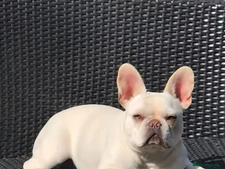 French Bulldog dogs Beautiful French Bulldog Puppies - Advert 2