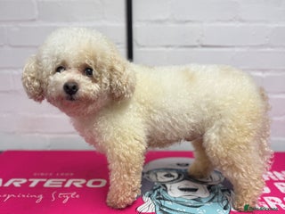 Maltipoo dogs Paddy the toy maltipoo - Advert 1