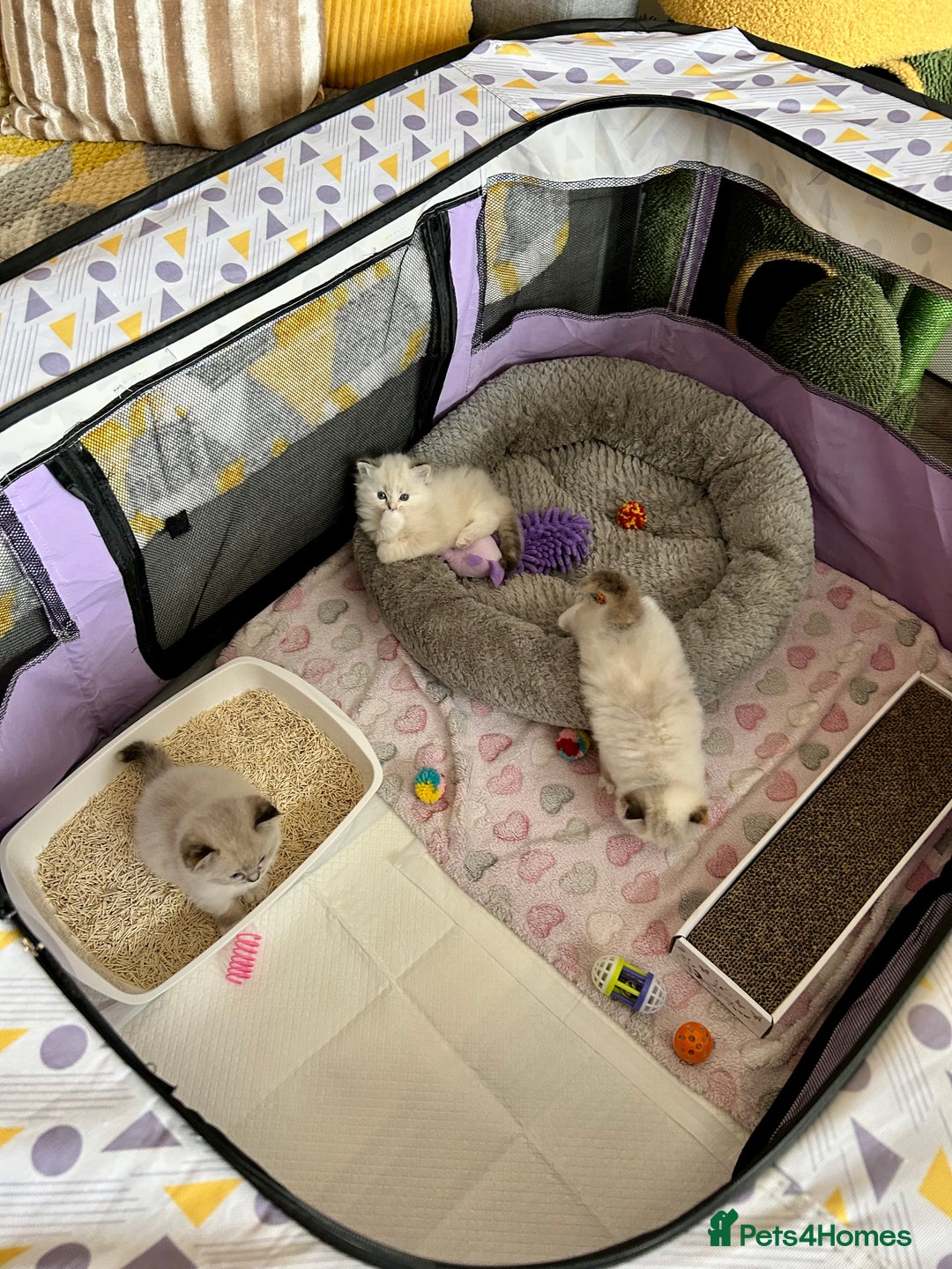 Ragdoll cats for sale: Stunning Ragdoll kitten SHOW/BREEDING -GCCF   - Image 9